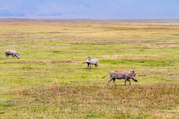 The common warthog (Phacochoerus africanus), wild member of the pig family (Suidae) found in grassland, savanna, and woodland in in Ngorongoro Conservation Area (NCA) Crater Highlands, Tanzania