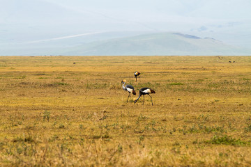 Grey crowned crane (Balearica regulorum) endangered birds