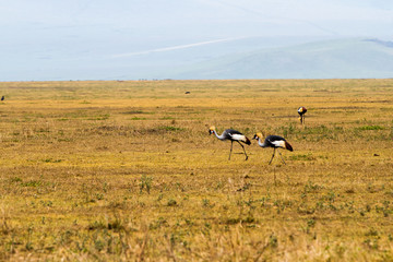 Grey crowned crane (Balearica regulorum) endangered birds