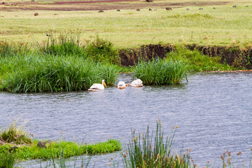 Great white pelican (Pelecanus onocrotalus) in Ngorongoro Crater