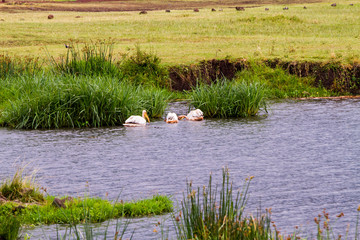 Great white pelican (Pelecanus onocrotalus) in Ngorongoro Crater