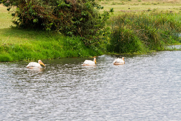 Great white pelican (Pelecanus onocrotalus) in Ngorongoro Crater