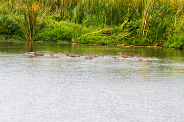 The common hippopotamus (Hippopotamus amphibius), or hippo, is a large, mostly herbivorous, semiaquatic mammal native to sub-Saharan Africa in Serengeti National Park, Tanzania