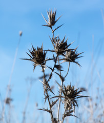 Dry shrub burdock