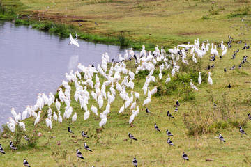 Flocks of birds in Ngorongoro Crater, Serengeti