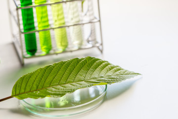 Science Research leaves of Mitragyna speciosa (kratom) and Chemical analysis  in Lab.