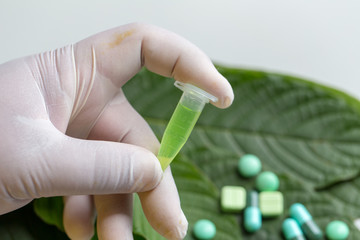 Science Research leaves of Mitragyna speciosa (kratom) and Chemical analysis  in Lab.