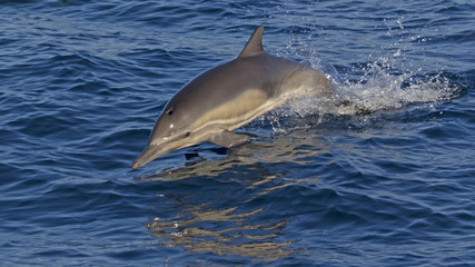 Fototapeta premium Dolphin jumping at the Pacific Ocean shore