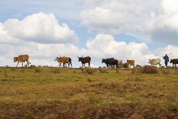 Maasai man hearding livestock in Ngorongoro