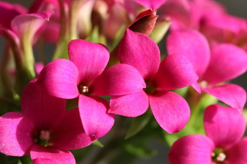 Blüten einer Kalanchoe blossfeldiana - Dickblattgewächs (Crassulaceae)