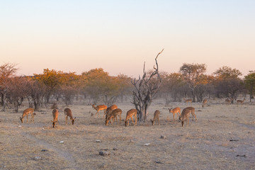 Herd of black faced impala at sunset