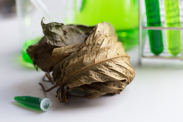 Science Research leaves of Mitragyna speciosa (kratom) and Chemical analysis  in Lab.