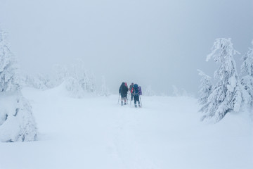 Fototapeta na wymiar Mountaineers with backpacks walking in Gorgany mountains during blizzard