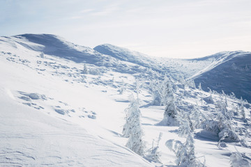 White winter forest on hills of Gorgany mountains