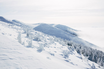 Fototapeta na wymiar Frozen forest on hills of Gorgany mountains