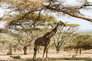 Giraffe (Giraffa) Ngorongoro Conservation Area (NCA) World Heritage Site in the Crater Highlands area of Tanzania