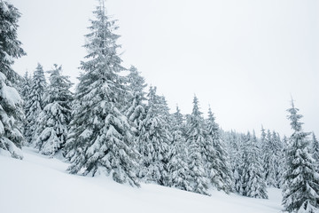 Snow covering coniferous trees in Gorgany mountains
