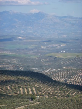 Paisaje de campos  en Baeza, ciudad de Jaen en Andalucia, España declarada Patrimonio de la Humanidad por la Unesco