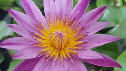 Obraz premium Close up shot natural beautiful purple lotus