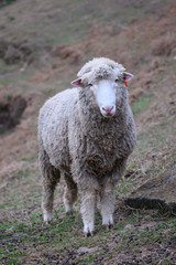 Fototapeta premium Sheep on the farm