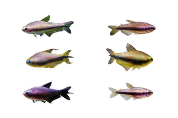 Various of Emperor Tetra fish on white isolated background