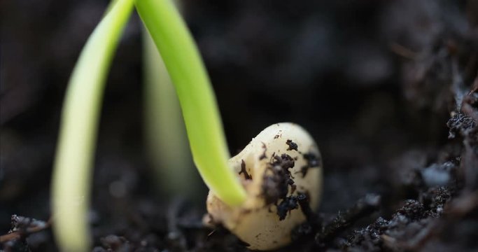 epic shot on magic nature germination process small plant leaving his seed on the ground while growing up, extreme close up, growth process germinating, 3x zoom, Agriculture Spring Summer Timelapse