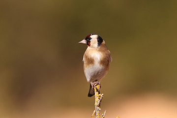 Eurasian Goldfinch