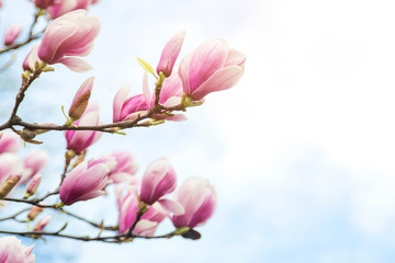 Blossom magnolia flowers on sky backdrop.
