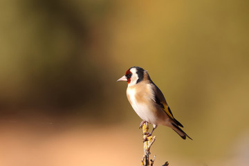 Eurasian Goldfinch