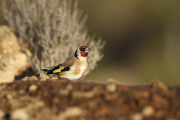 Eurasian Goldfinch