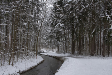 Tranquil forest scene at winter with snow