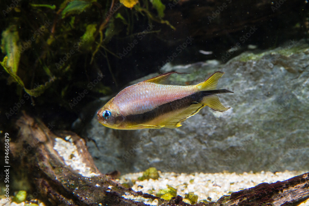 Poster emperor tetra fish (nematobrycon palmeri)