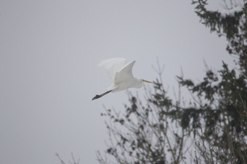 A great egret in flight