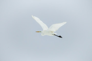 A great egret in flight