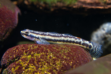 Freshwater Algae Eater Goby