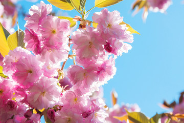 Branch of sakura flower against blue sky, with copy space for text.