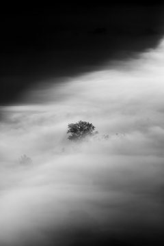 trees in the fog - black and white photo