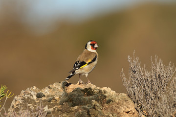 Eurasian Goldfinch