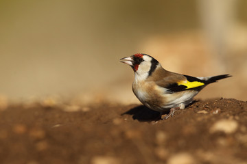 Eurasian Goldfinch