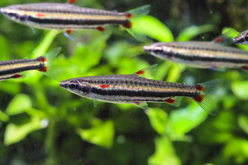 Threestripe pencilfish (Nannostomus trifasciatus)