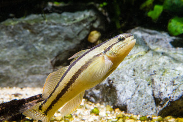 Shimofuri goby (Tridentiger bifasciatus) a goby native to marine, brackish and fresh waters