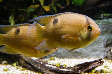 Pair of Keyhole Cichlid (Cleithracara maronii)