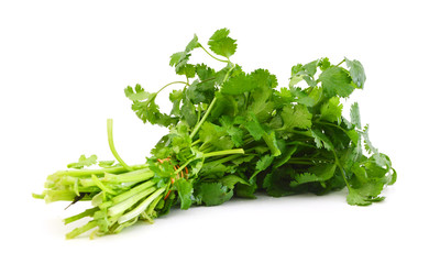Fototapeta premium Cilantro
