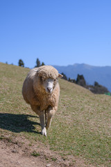 Obraz premium Sheep on the farm