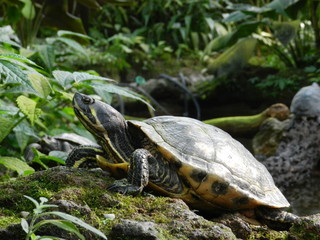 Turtle on the rocks