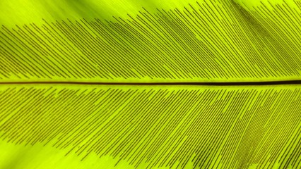 Close up green Bird's nest fern leaf nature abstract background