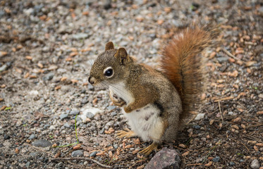 A squirell stading on hindfeet, wildlige in the nature