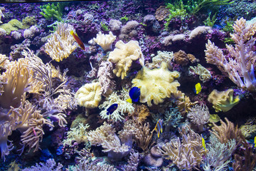 Naklejka na ściany i meble Red Sea Soft Coral Reef Exhibit Tank