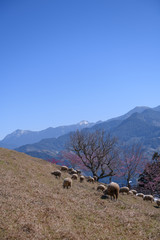 Fototapeta premium Sheep on the farm