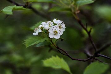 Hello spring. Apple tree's blossom.